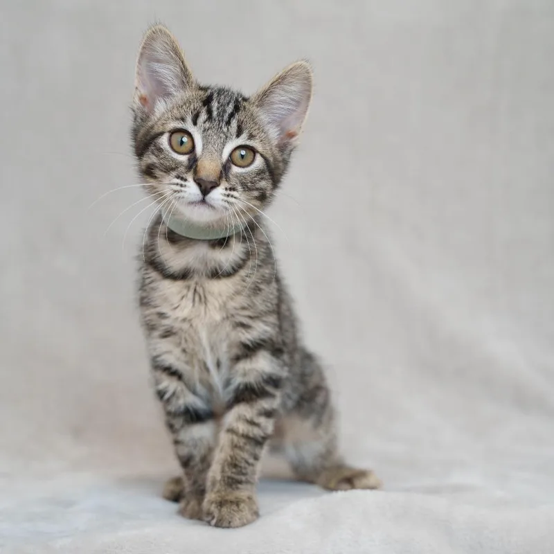 A baby small-sized female Brown / Chocolate Domestic Short Hair cat named Bisque for adoption in Sunnyvale, CA