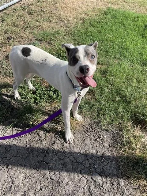 A young medium-sized male Pit Bull Terrier dog named Frodo for adoption in Corpus Christi, TX