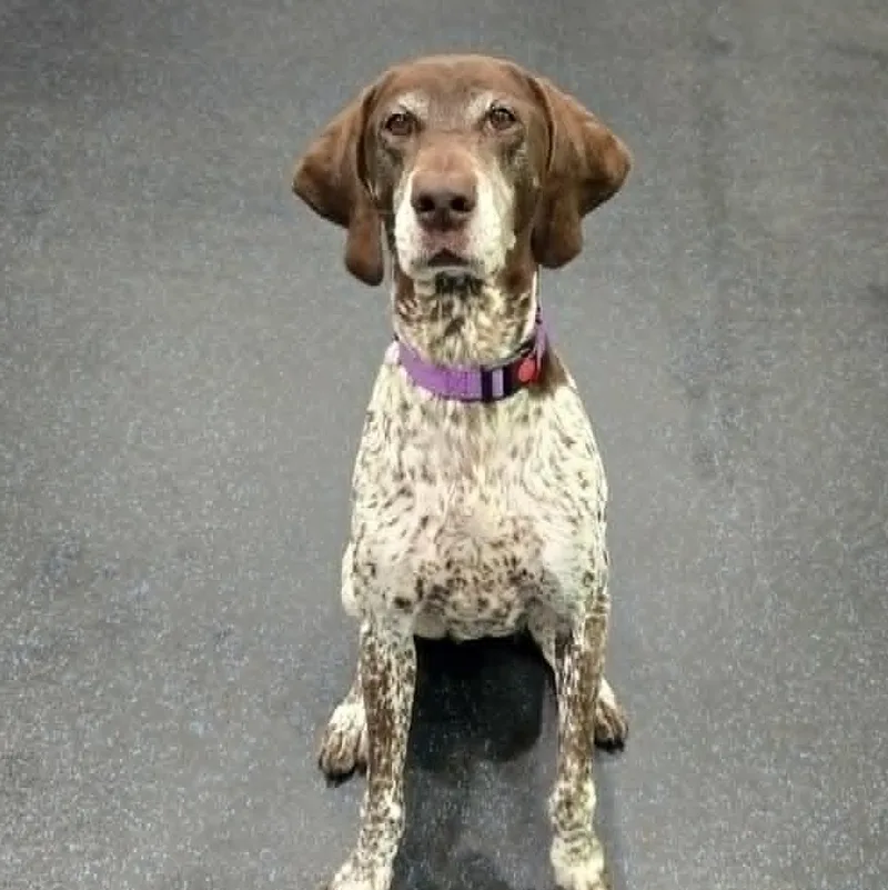 A senior large-sized female White / Cream German Shorthaired Pointer dog named Brandy for adoption in Watertown, WI