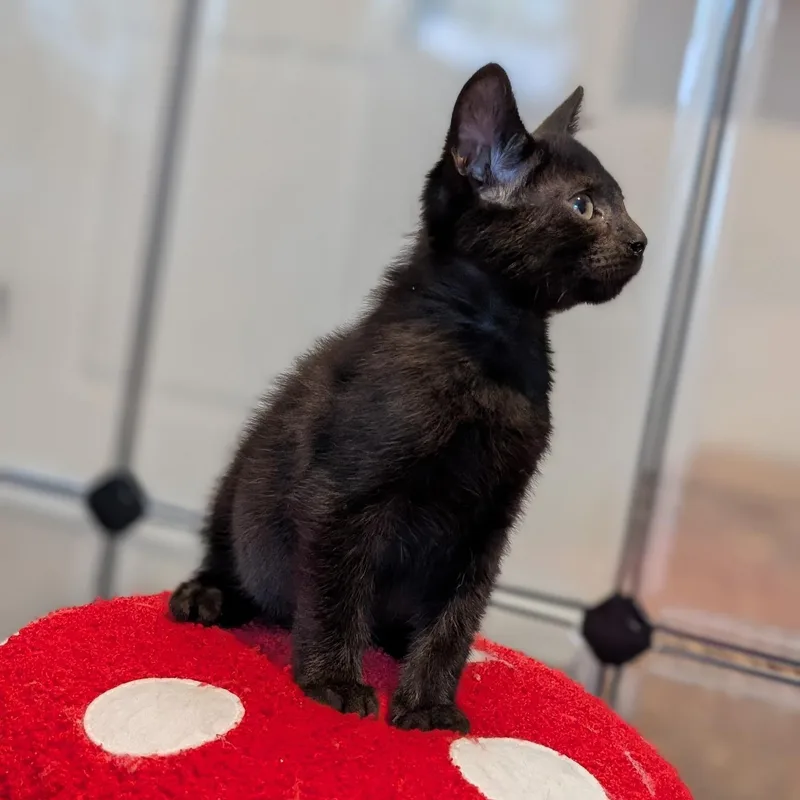 A baby medium-sized female Black Domestic Short Hair cat named Honest for adoption in Easley, SC