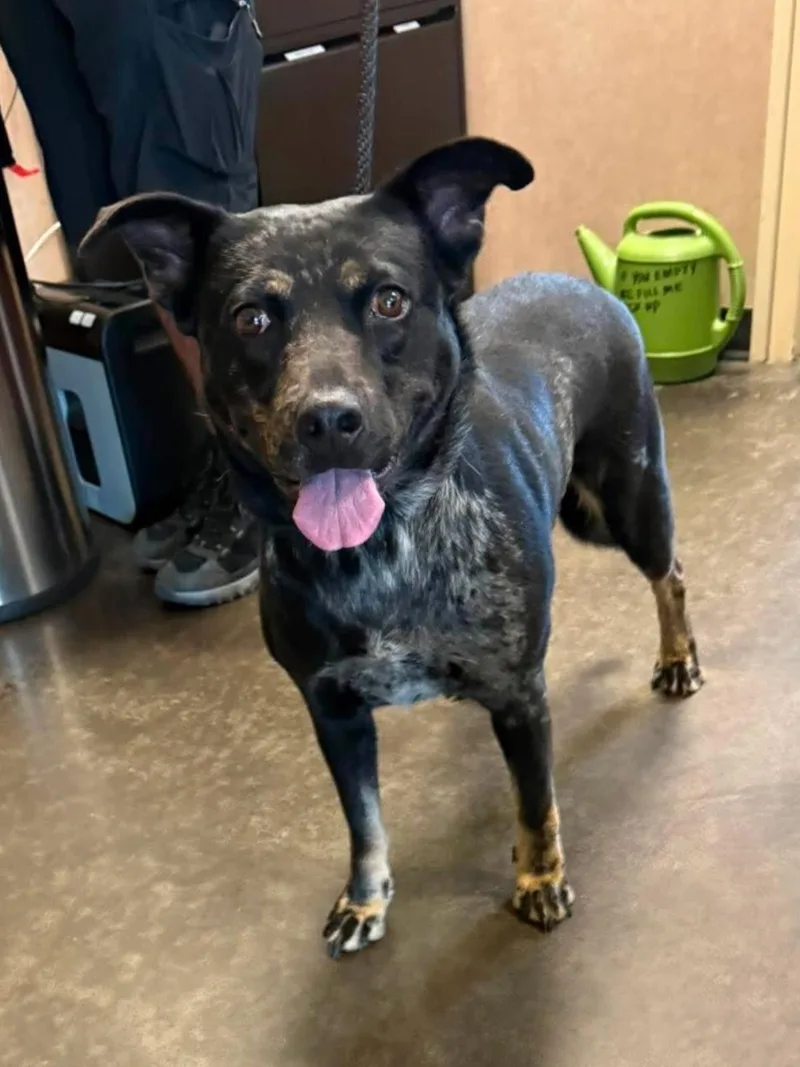 A senior medium-sized female Australian Cattle Dog / Blue Heeler dog named Found stray: Rita for adoption in Rockwall, TX