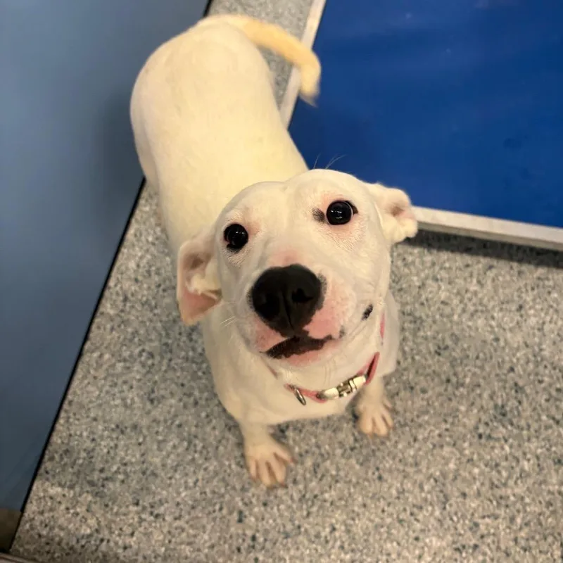 An adult medium-sized female White / Cream Black Labrador Retriever dog named Snow for adoption in Manhattan, KS