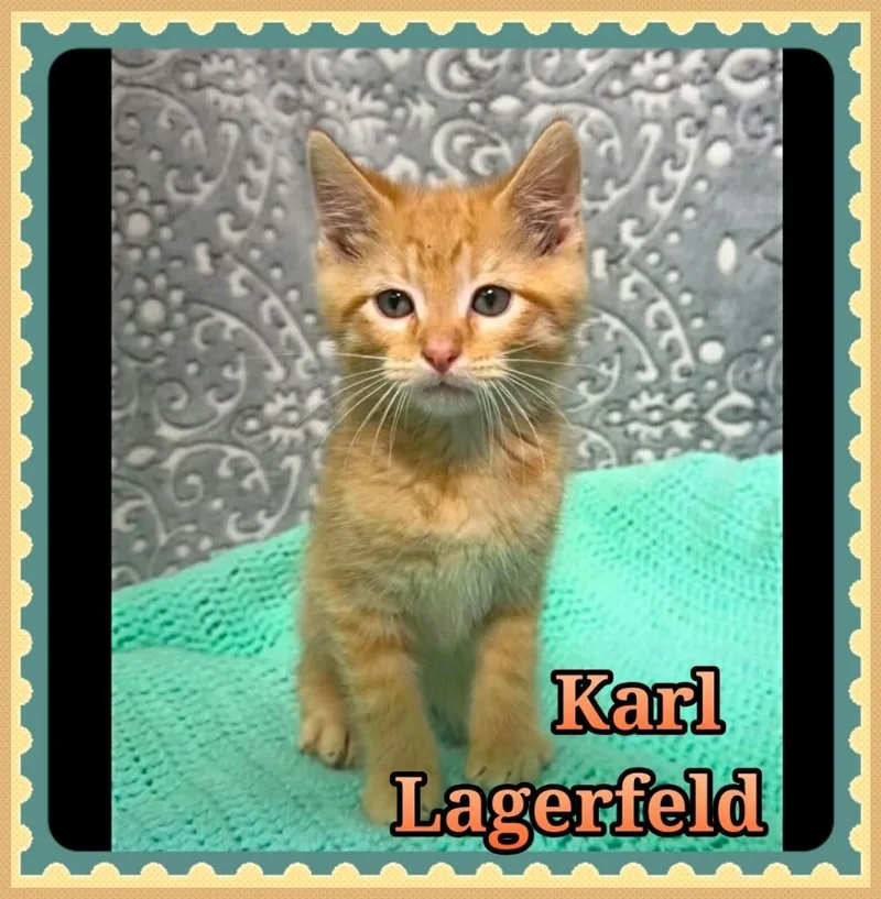 A baby small-sized male Domestic Short Hair cat named Karl Lagerfeld for adoption in Jacksonville, IL