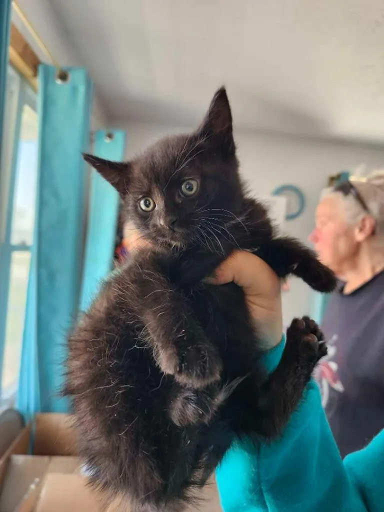 A baby small-sized female Domestic Short Hair cat named Muffler for adoption in Hillsboro, OH