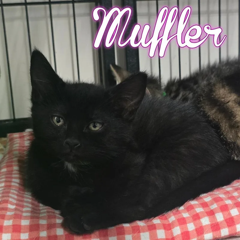 Muffler thumbnail 2