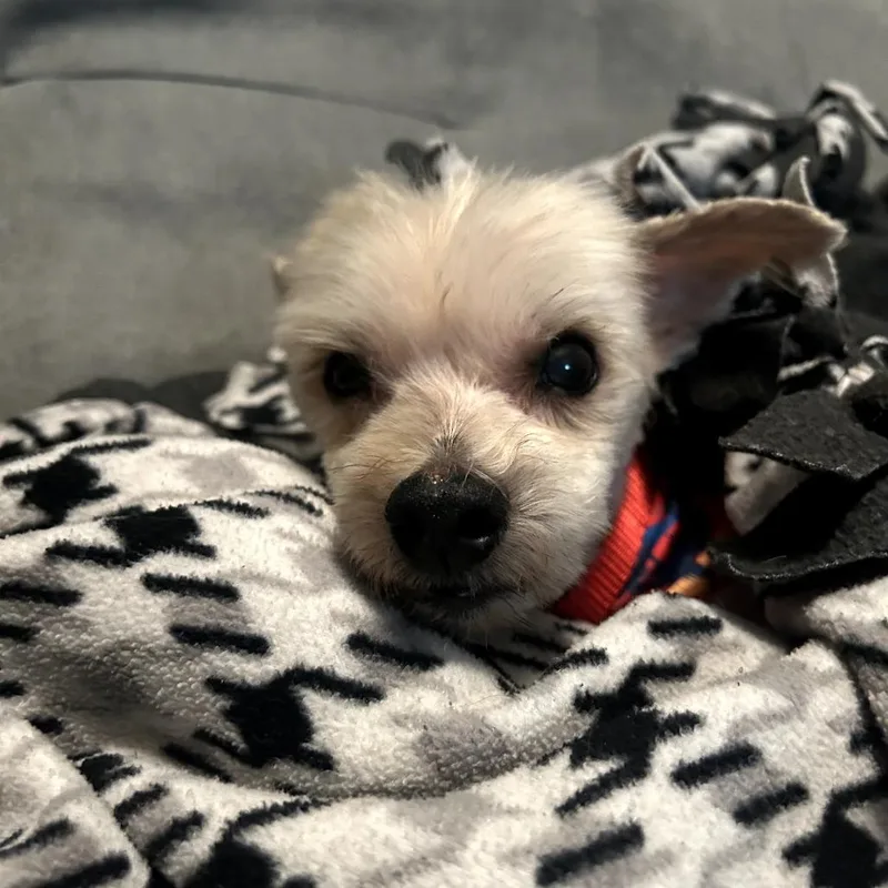 Bentley thumbnail 6