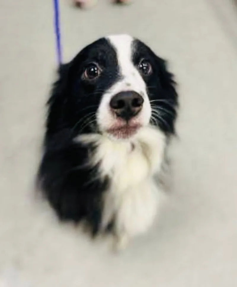 An adult medium-sized male Black Australian Shepherd dog named Arph   Dally for adoption in North Richland Hills, TX