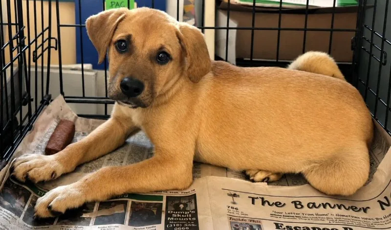 A baby medium-sized male Black Mouth Cur dog named Ollie Thurmon for adoption in El Dorado, AR