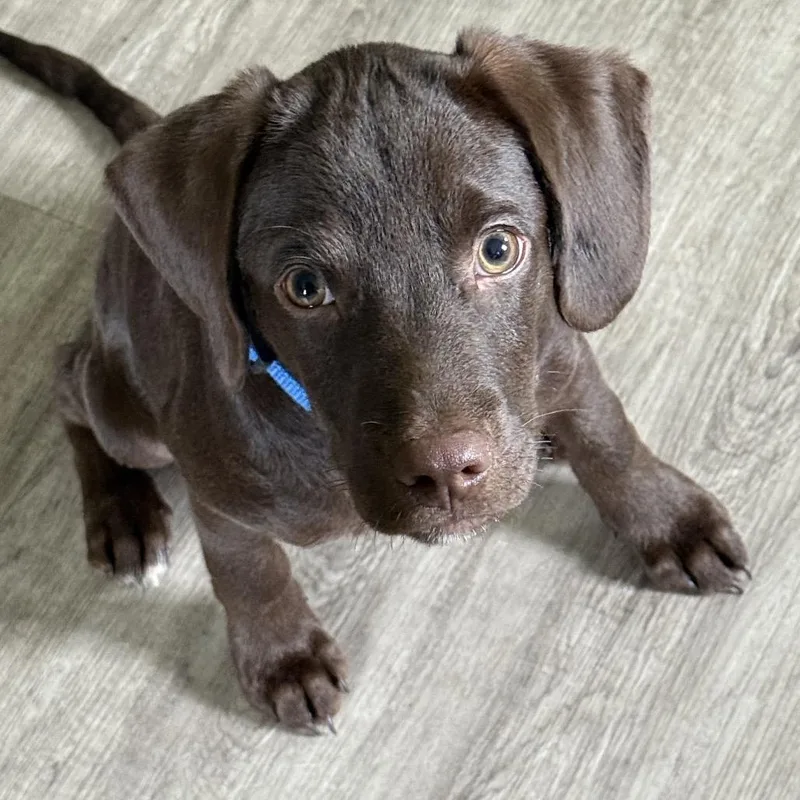 A baby small-sized male Brown / Chocolate Dachshund dog named Hershey for adoption in Vassalboro, ME