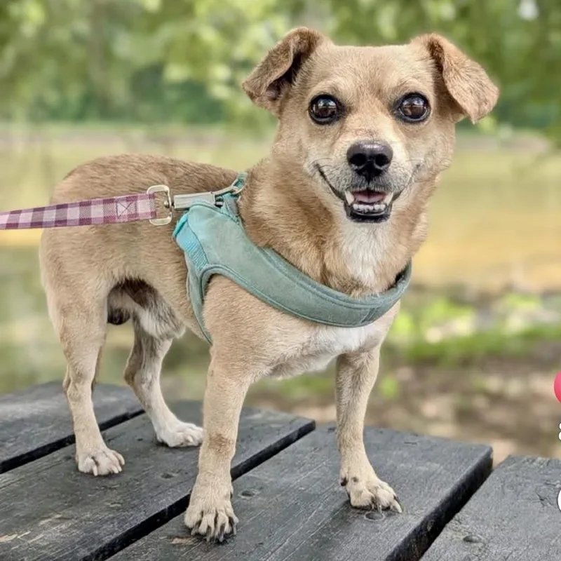 An adult small-sized male Yellow / Tan / Blond / Fawn Chihuahua dog named Myles for adoption in Tyrone, GA