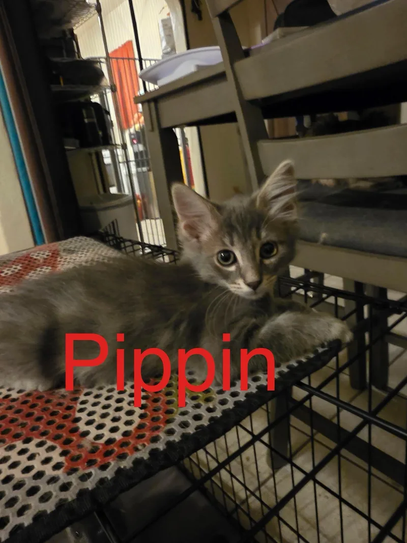 Pippin thumbnail 2
