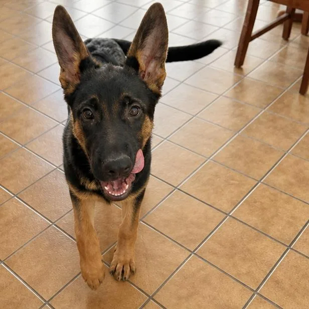 A baby medium-sized female German Shepherd Dog dog named Willow for adoption in Hillsborough, NJ