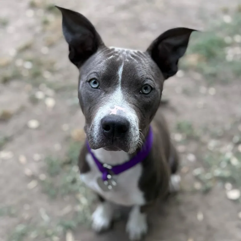 A young medium-sized female Gray / Blue / Silver Pit Bull Terrier dog named Ashland for adoption in Los Angeles, CA