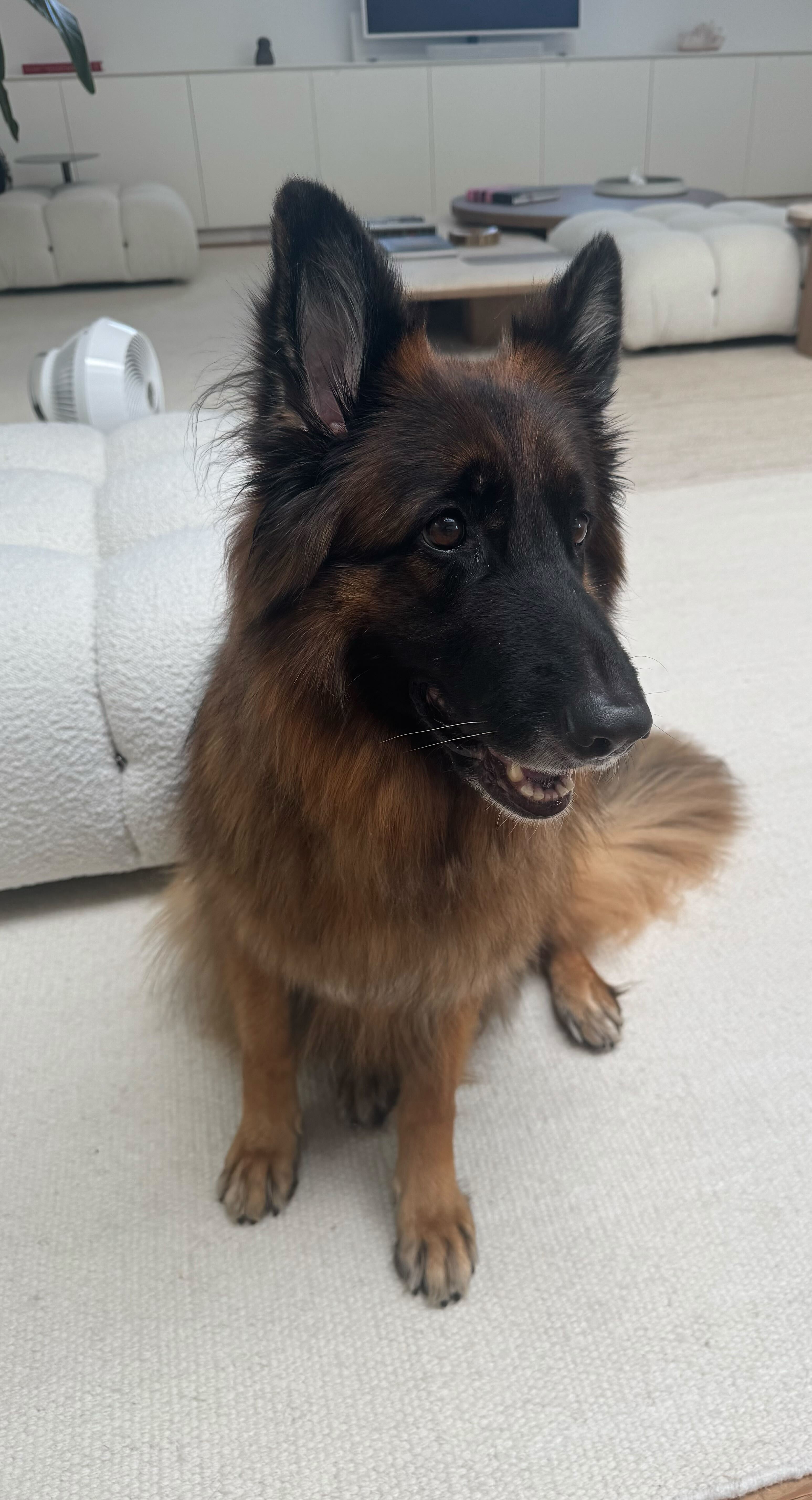 An adult small-sized unknown German Shepherd Dog dog named Charlie for adoption