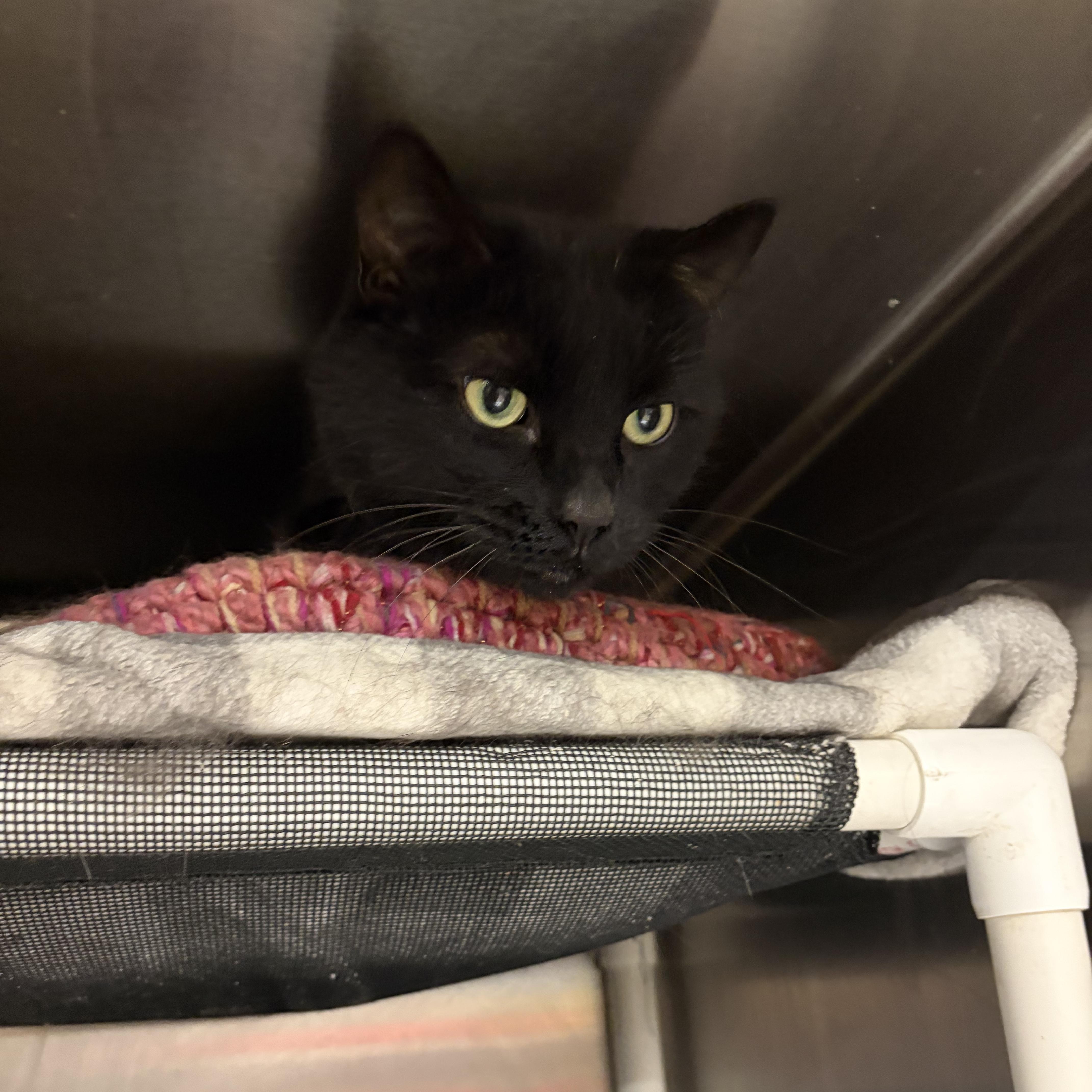 An adult medium-sized female Black Domestic Short Hair cat named Jasmine aka Luna for adoption in Royal Oak, MI