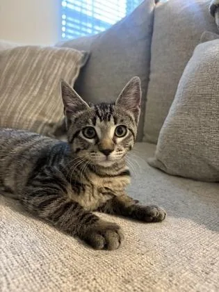 A baby small-sized male Gray / Blue / Silver Domestic Short Hair cat named BabaYaga for adoption in Covington, LA