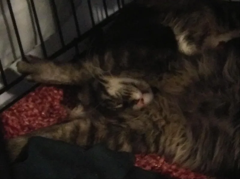 A baby medium-sized female Tabby (Brown / Chocolate) Domestic Medium Hair cat named Neptune for adoption in Port Wentworth, GA