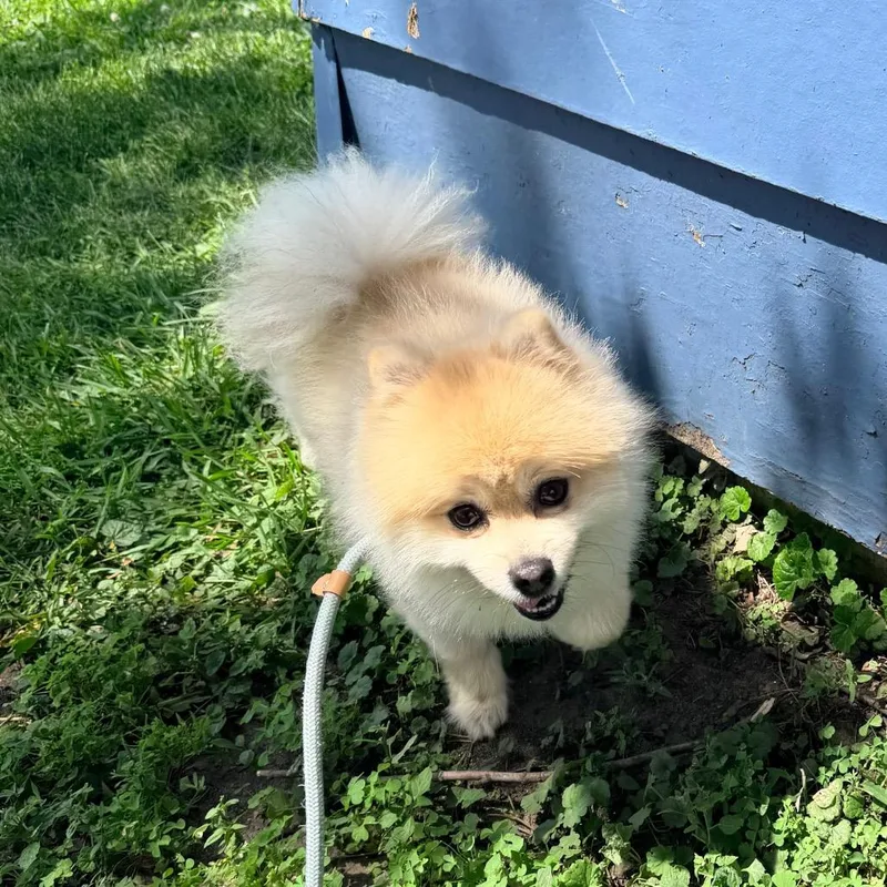 An adult small-sized male White / Cream Pomeranian dog named Gus for adoption in Saint John, IN