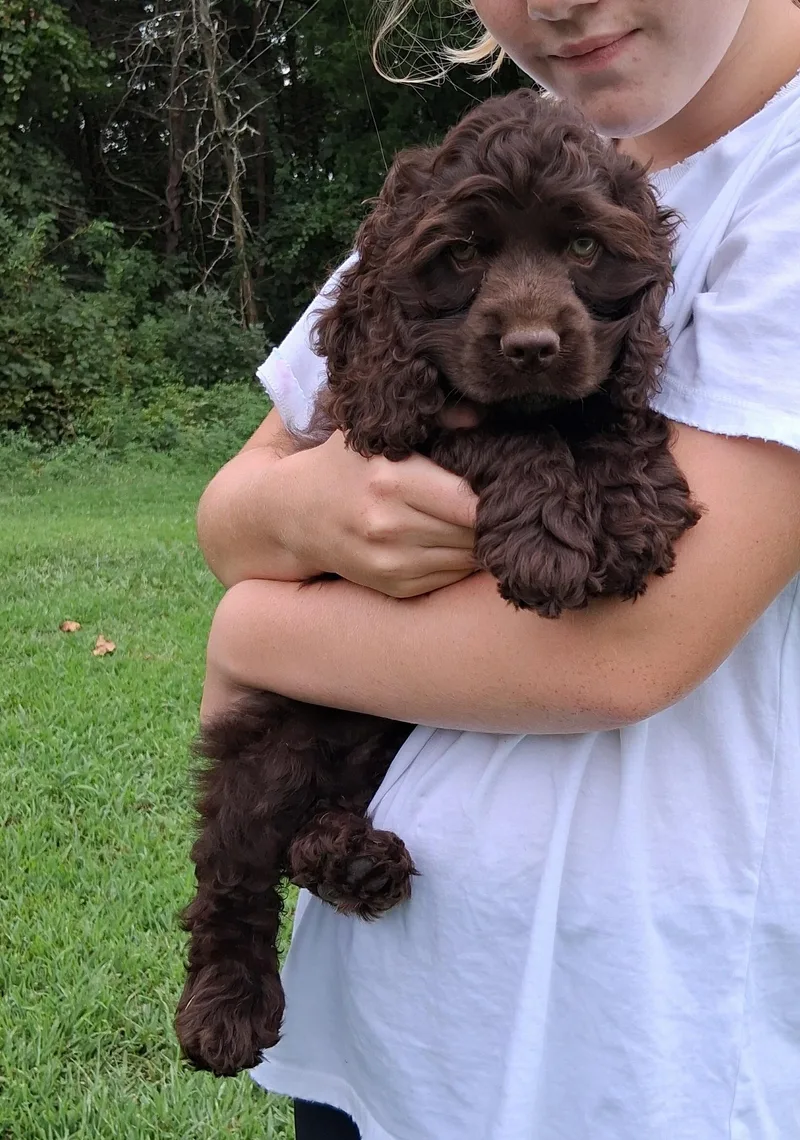 Cocoa thumbnail 2