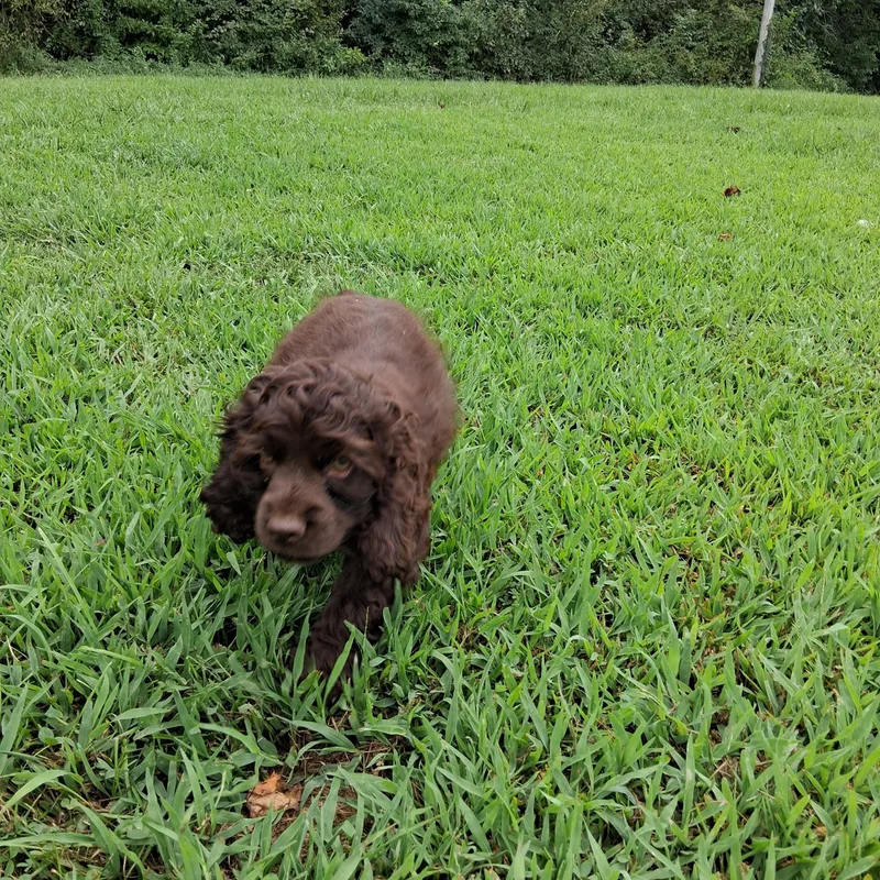 Cocoa thumbnail 3
