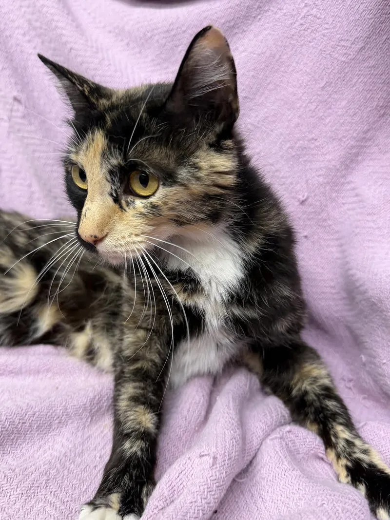 Nala