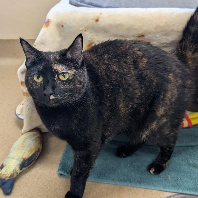 An adult medium-sized female Black Domestic Short Hair cat named Booboo for adoption in Birdsboro, PA