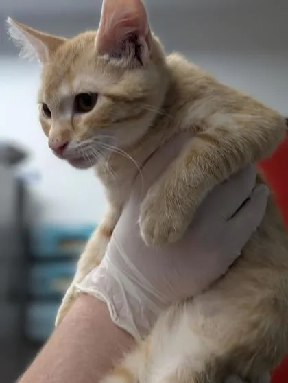 A baby small-sized male Domestic Short Hair cat named Buff for adoption in West Chester, PA