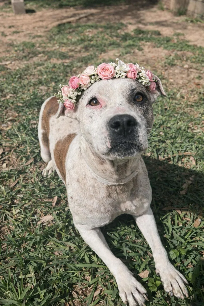 Miss Dolly Dumpling "gertie"