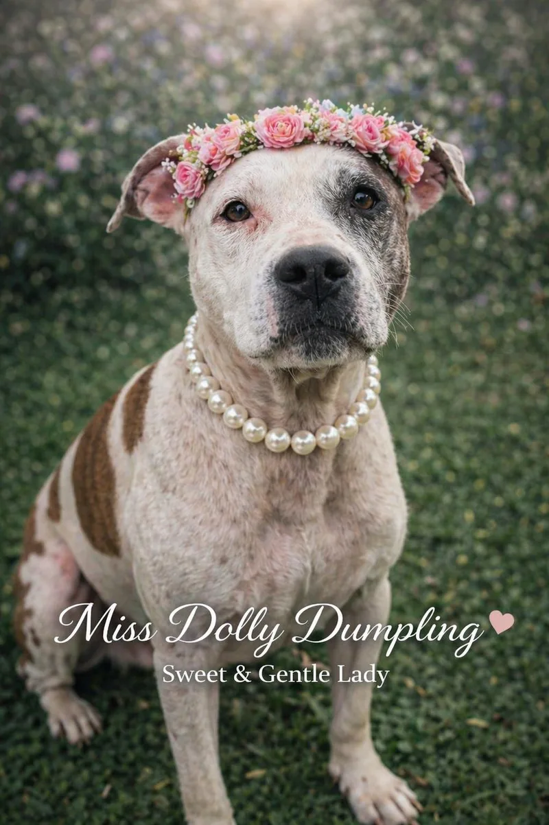 Miss Dolly Dumpling "gertie" thumbnail 4