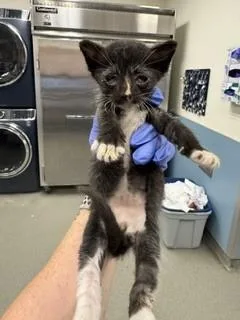 A baby small-sized male Domestic Short Hair cat named Crouton for adoption in Miami, FL