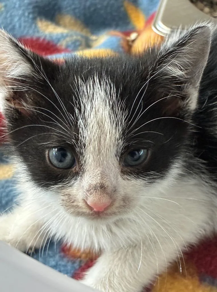 A baby small-sized female Domestic Short Hair cat named Grace for adoption in Hartsville, SC