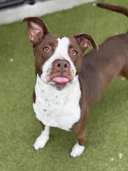 An adult medium-sized female Pit Bull Terrier dog named Janis for adoption in Atlanta, GA