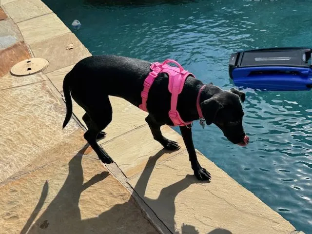 A young medium-sized female Black Labrador Retriever dog named Maple Syrup Pancakes for adoption in North Little Rock, AR