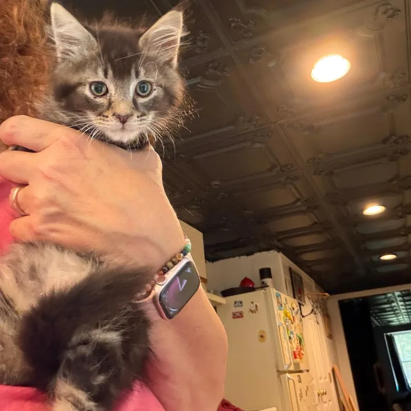 A baby small-sized female Brown / Chocolate Domestic Long Hair cat named Lil' Pip Johnstown for adoption in Abingdon, MD