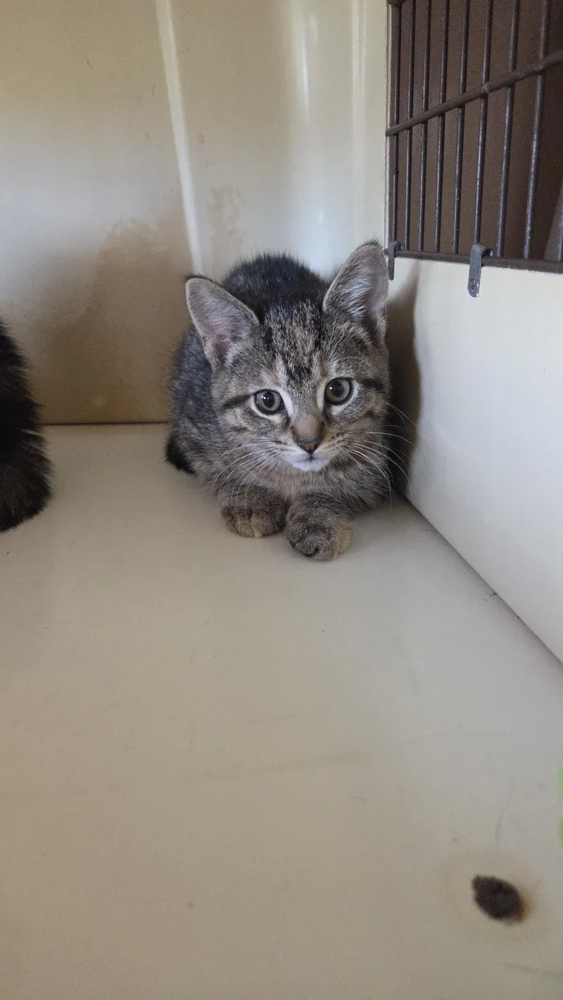 A baby small-sized female Tabby (Brown / Chocolate) Domestic Short Hair cat named Lily for adoption in Harrison, MI