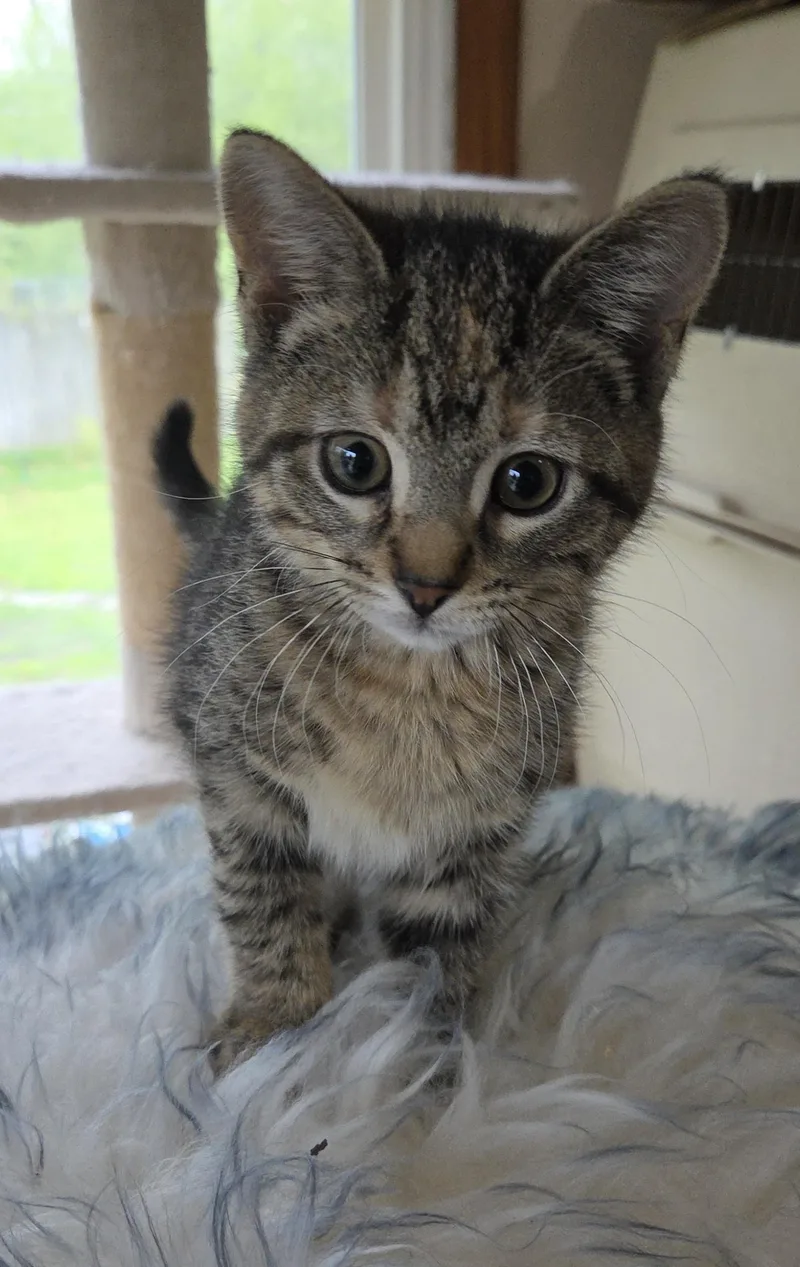 Lily thumbnail 2