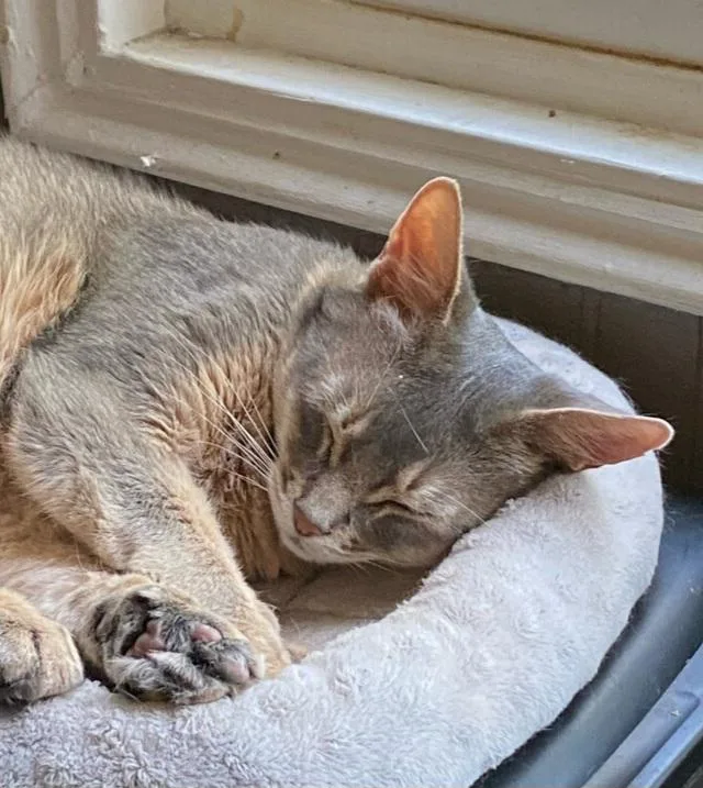 An adult medium-sized male Blue Cream Abyssinian cat named Thunder for adoption in Whittier, CA