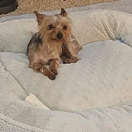 Teddy thumbnail 3