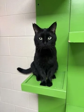 An adult medium-sized male Domestic Short Hair cat named Emerson for adoption in Valparaiso, IN
