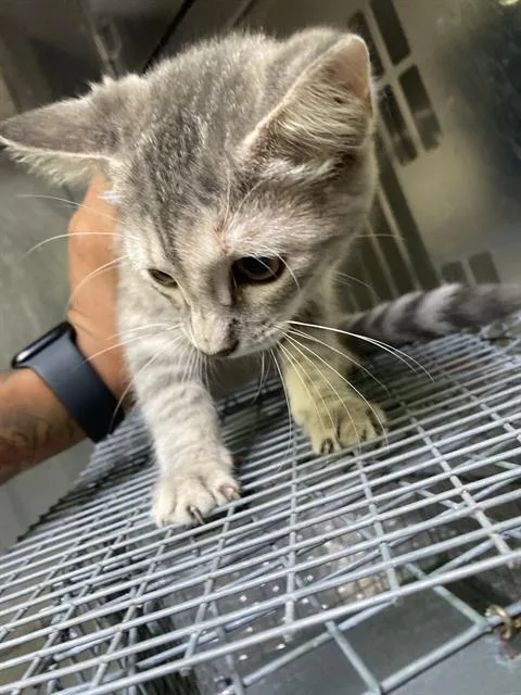 A baby small-sized female Domestic Short Hair cat named Flo for adoption in Dallas, TX