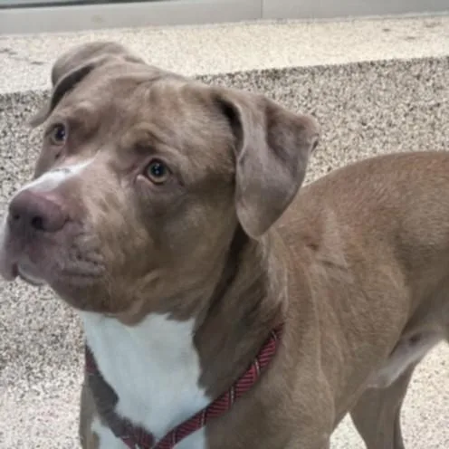 An adult large-sized male Pit Bull Terrier dog named Calvin for adoption in Los Angeles, CA