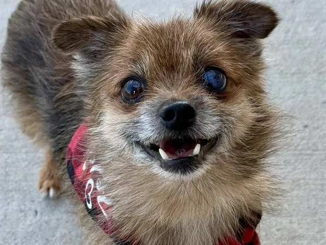 Sammy