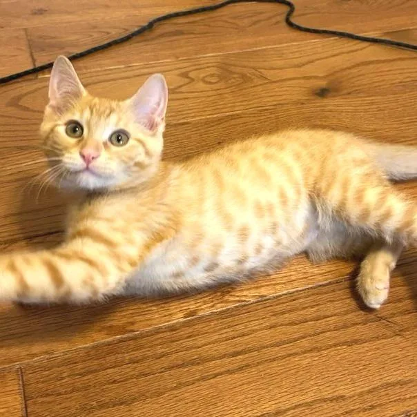 A baby small-sized male Domestic Short Hair cat named Koi for adoption in Cumming, GA