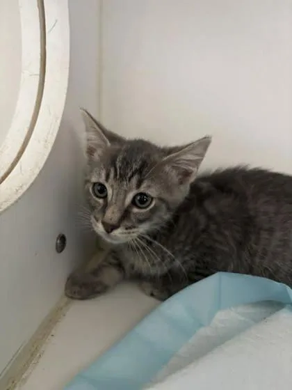 A baby small-sized male Domestic Short Hair cat named Poo Bear for adoption in Manteo, NC