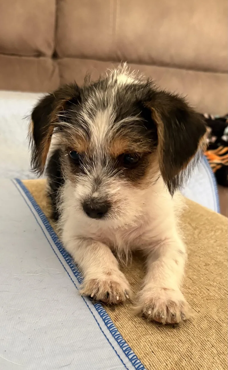 A baby small-sized male Tricolor (Brown, Black, & White) Parson Russell Terrier dog named Kiko for adoption in Phoenix, AZ