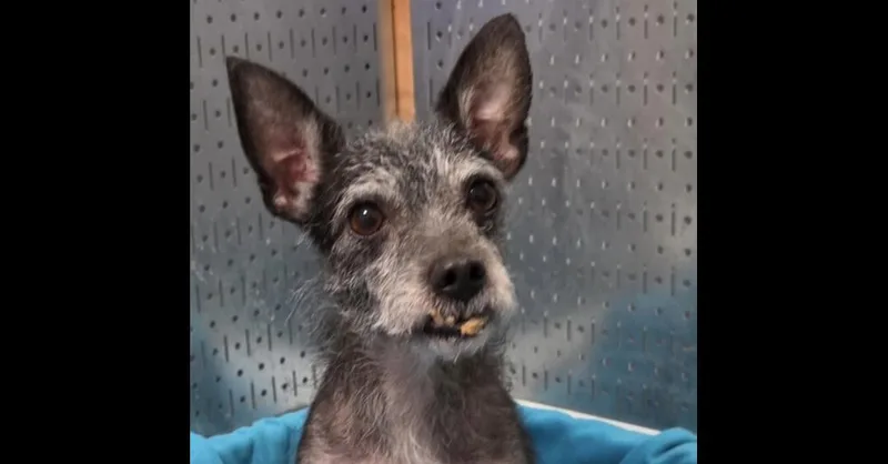 A senior small-sized female Black Schnauzer dog named Fiona for adoption in Washington, DC