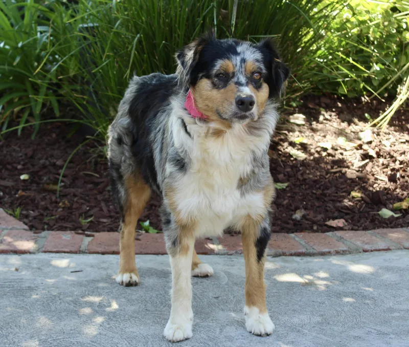 A young medium-sized female Merle (Blue) Australian Shepherd dog named Birkin for adoption in Los Angeles, CA