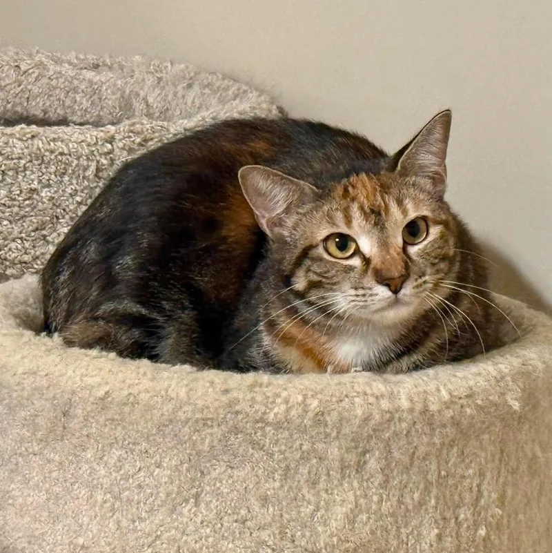 A baby small-sized female Torbie cat named Buttercup for adoption in Capshaw, AL