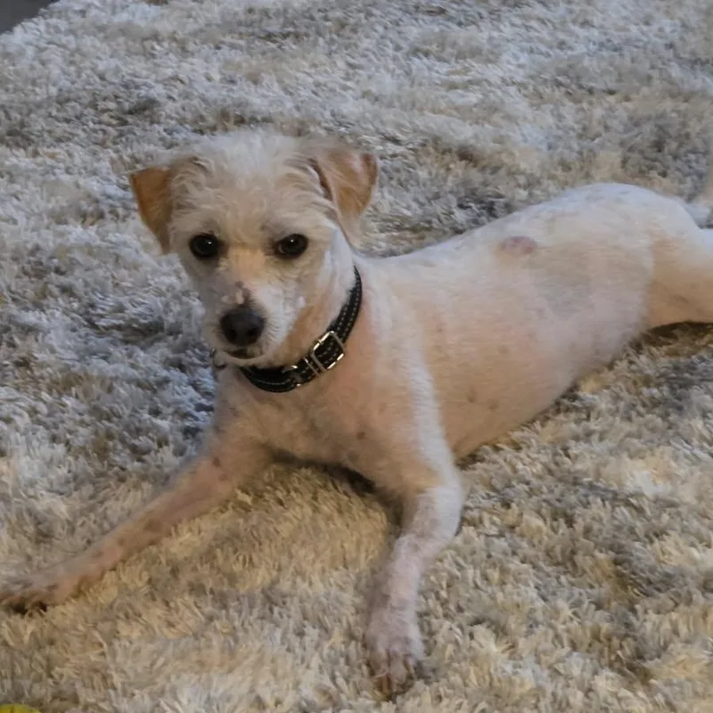 A senior small-sized female Yorkshire Terrier dog named Luna  Yp for adoption in Blue Springs, MO