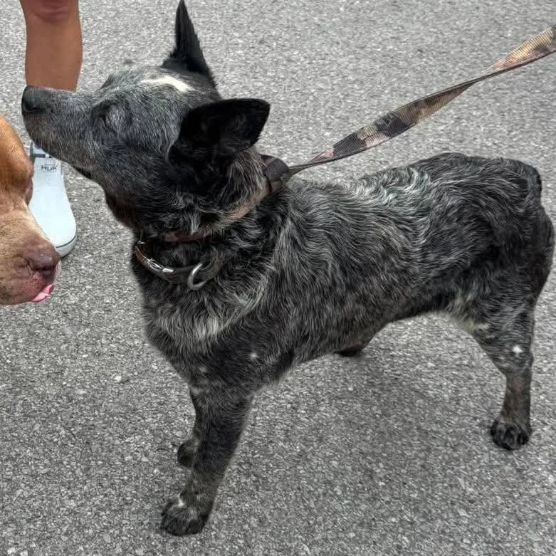 An adult medium-sized male Gray / Blue / Silver Australian Cattle Dog / Blue Heeler dog named Prawn Stray Hold for adoption in Huntington, WV